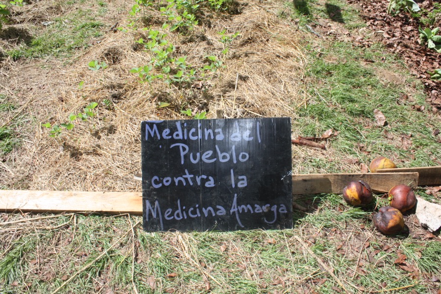 Huertos estudiantiles